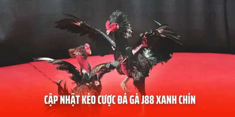 Ưu điểm khi tham gia đá gà J88
