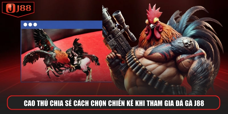 Cao thủ chia sẻ cách chọn chiến kê khi tham gia đá gà J88